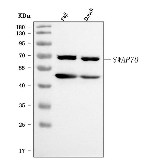 Anti-SWAP70 Antibody Picoband® Boster Bio