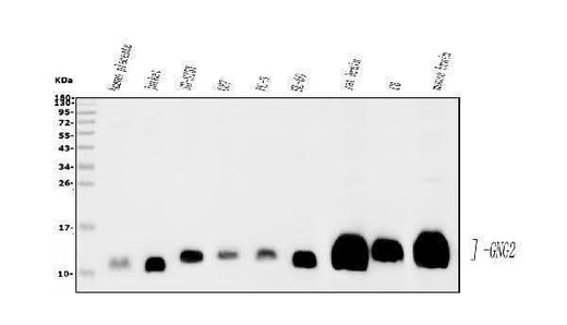 Anti-GNG2 Antibody Picoband® Boster Bio