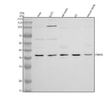 Anti-FKBP6 Antibody Picoband® Boster Bio