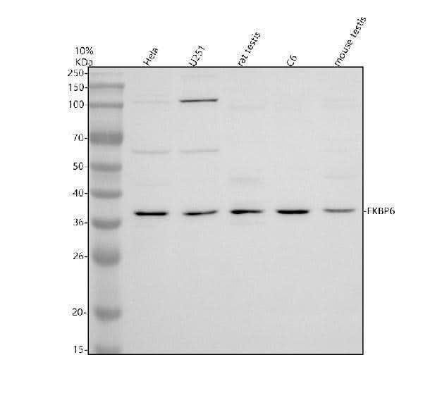 Anti-FKBP6 Antibody Picoband® Boster Bio