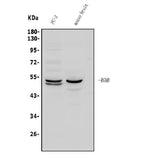 Anti-DRAGON/RGMB Antibody Picoband® Boster Bio