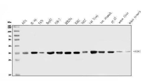 Anti-TRAP alpha/TRAPA/SSR1 Antibody Picoband® Boster Bio