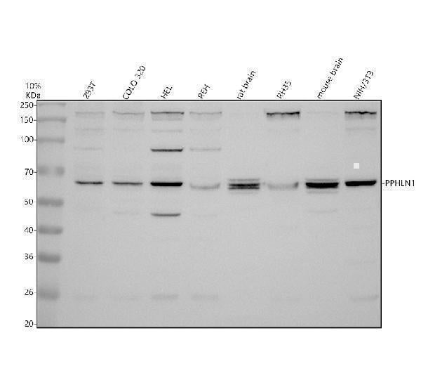 Anti-Periphilin 1/PPHLN1 Antibody Picoband® Boster Bio