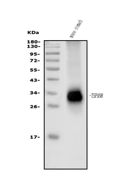 Anti-Tspan-8/Tspan8 Antibody Picoband® Boster Bio