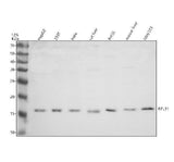Anti-RPL31 Antibody Picoband® Boster Bio