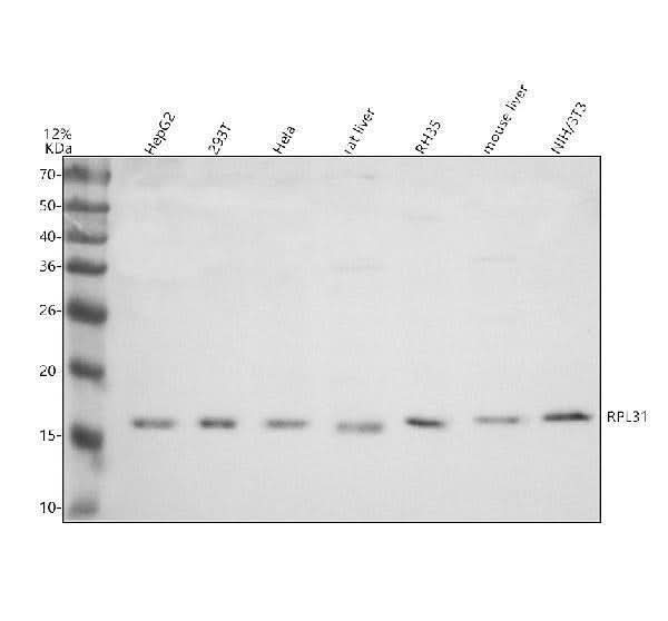 Anti-RPL31 Antibody Picoband® Boster Bio