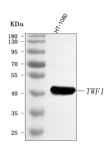 Anti-TWF1 Antibody Picoband® Boster Bio