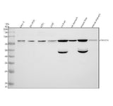 Anti-CYP2C18 Antibody Picoband® Boster Bio