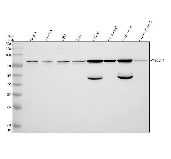 Anti-CYP2C18 Antibody Picoband® Boster Bio