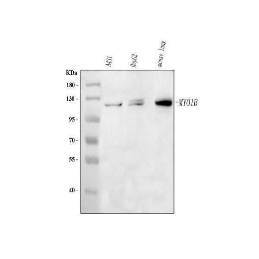 Anti-MYO1B Antibody Picoband® Boster Bio