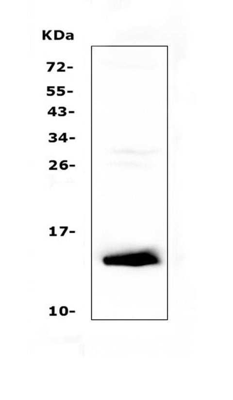 Anti-TFF2 Antibody Picoband® Boster Bio
