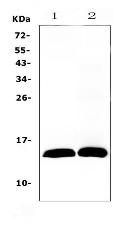 Anti-TFF2 Antibody Picoband® Boster Bio