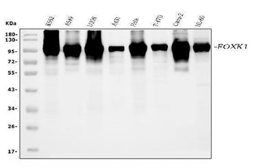 Anti-FOXK1/MNF Picoband® Antibody Boster Bio