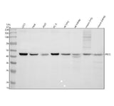 Anti-PELO Antibody Picoband® Boster Bio