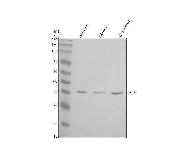 Anti-MC5R Antibody Picoband® Boster Bio
