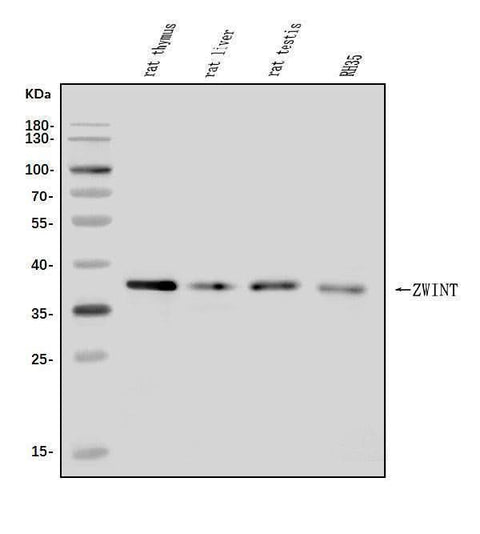 Anti-ZWINT Antibody Picoband® Boster Bio