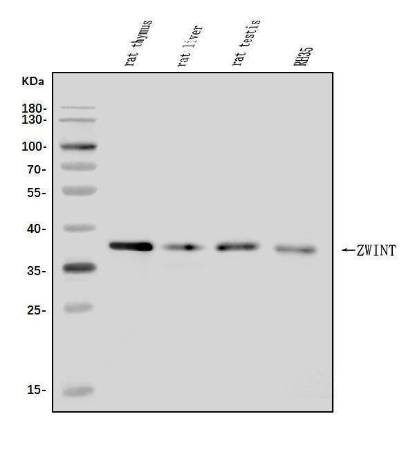 Anti-ZWINT Antibody Picoband® Boster Bio