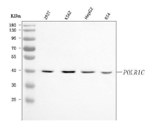 Anti-POLR1C Antibody Picoband® Boster Bio