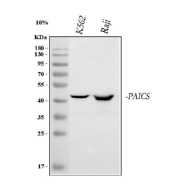 Anti-PAICS Antibody Picoband® Boster Bio