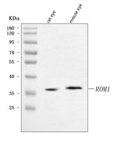 Anti-ROM1 Antibody Picoband® Boster Bio