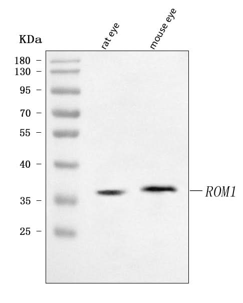 Anti-ROM1 Antibody Picoband® Boster Bio
