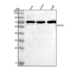 Anti-NELFA Antibody Picoband® Boster Bio