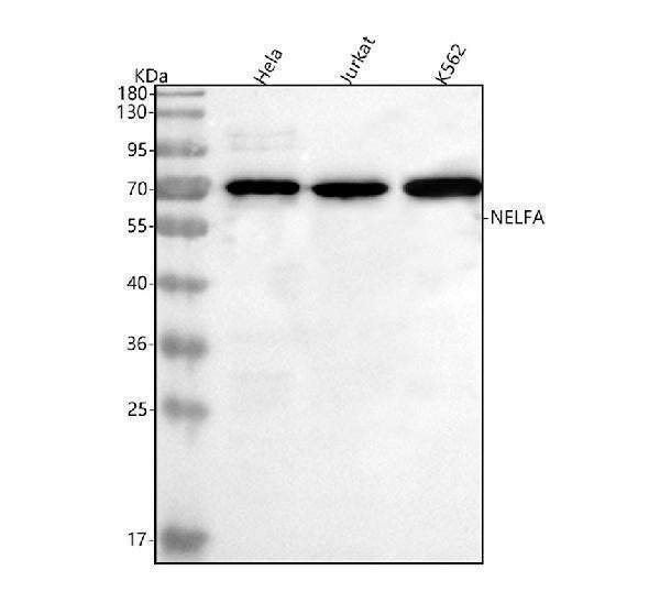 Anti-NELFA Antibody Picoband® Boster Bio