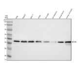 Anti-DUXA Antibody Picoband® Boster Bio