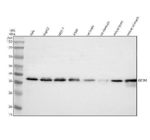 Anti-DUXA Antibody Picoband® Boster Bio