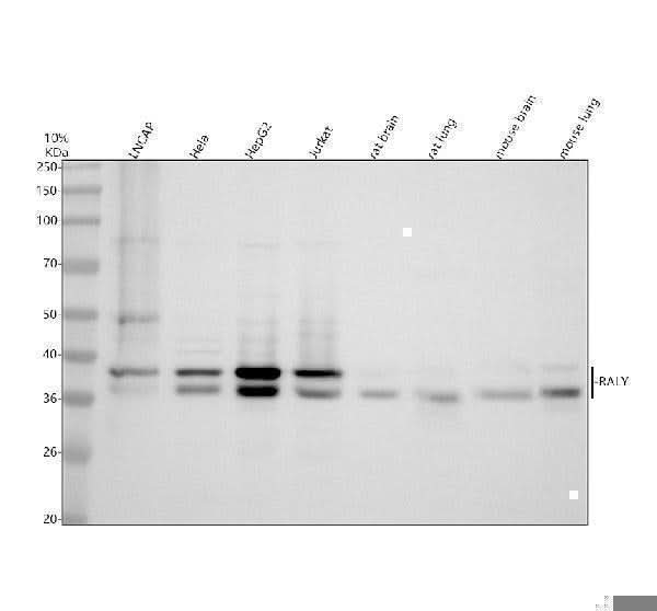 Anti-RALY Antibody Picoband® Boster Bio