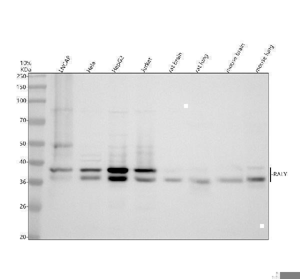 Anti-RALY Antibody Picoband® Boster Bio