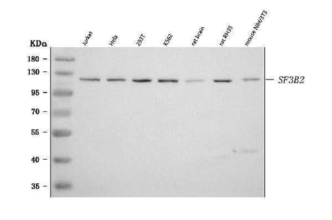 Anti-SF3B2 Antibody Picoband® Boster Bio