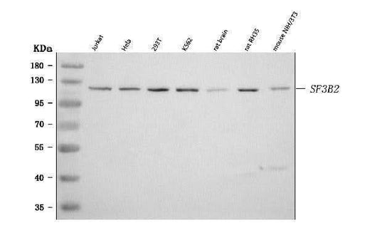 Anti-SF3B2 Antibody Picoband® Boster Bio