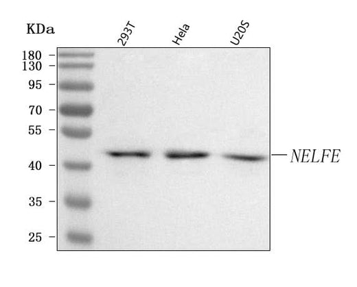Anti-NELFE Antibody Picoband® Boster Bio