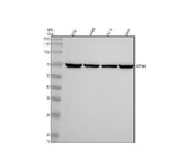 Anti-NTN4 Antibody Picoband® Boster Bio