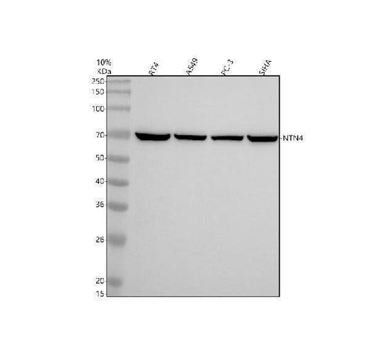 Anti-NTN4 Antibody Picoband® Boster Bio