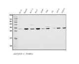 Anti-PSME2 Antibody Picoband® Boster Bio