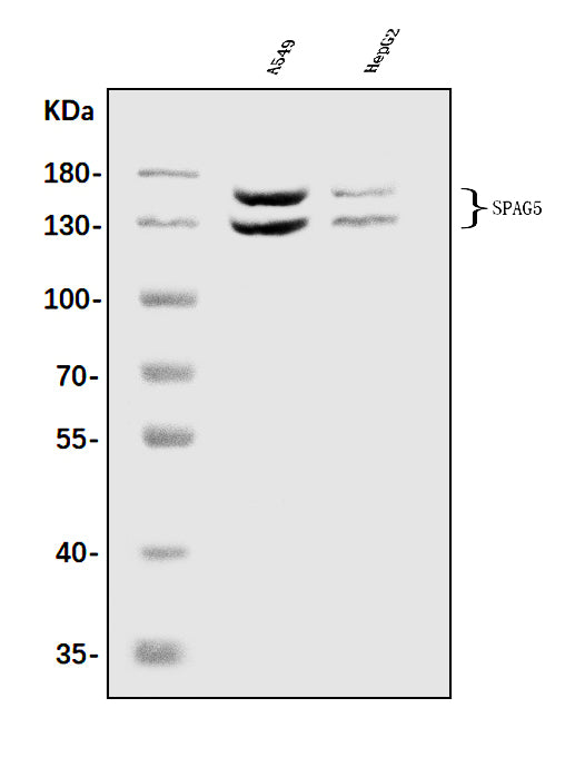 Anti-Astrin/Deepest/SPAG5 Antibody Picoband® Boster Bio