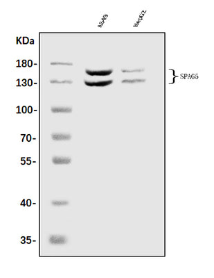 Anti-Astrin/Deepest/SPAG5 Antibody Picoband® Boster Bio