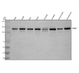 Anti-TAOK1 Antibody Picoband® Boster Bio