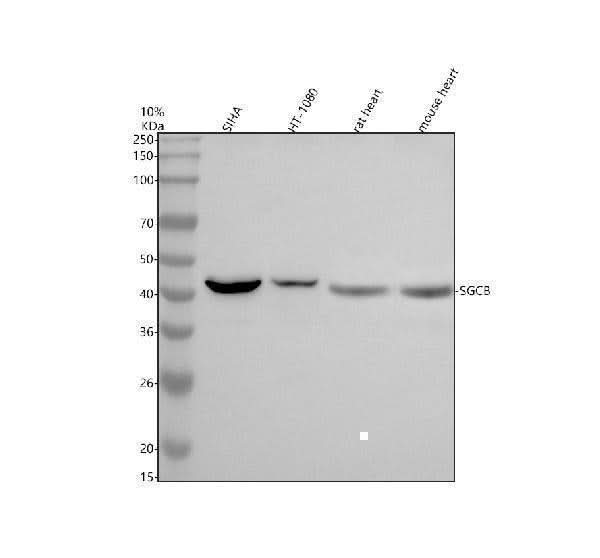 Anti-Beta Sarcoglycan/SGCB Antibody Picoband® Boster Bio