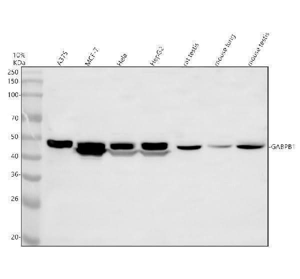 Anti-GABPB1 Antibody Picoband® Boster Bio