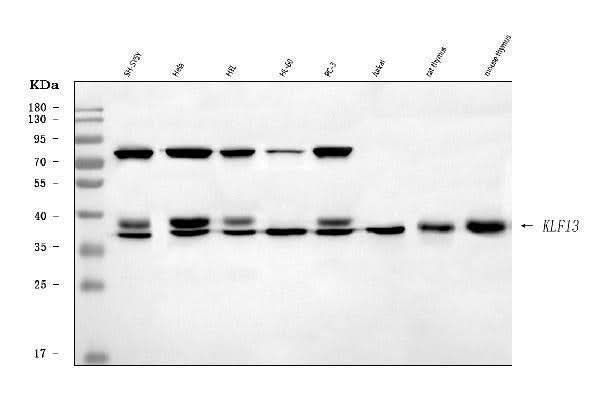 Anti-KLF13 Antibody Picoband® Boster Bio