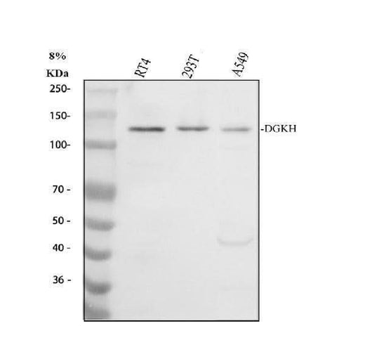 Anti-DGKH Antibody Picoband® Boster Bio