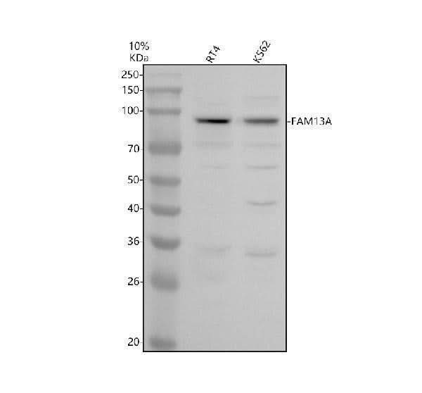 Anti-FAM13A Antibody Picoband® Boster Bio