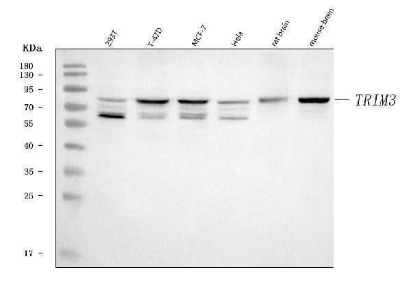 Anti-TRIM3 Antibody Picoband® Boster Bio