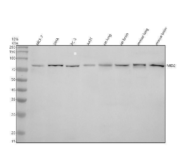 Anti-MID2 Antibody Picoband® Boster Bio