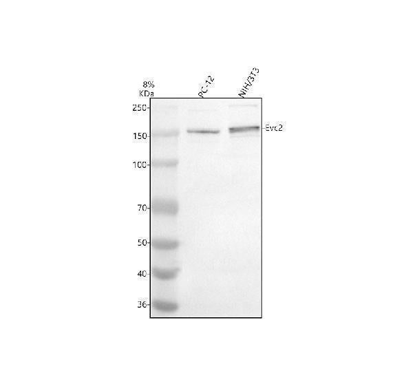 Anti-EVC2 Antibody Picoband® Boster Bio