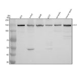 Anti-EFTUD1/EFL1 Antibody Picoband® Boster Bio