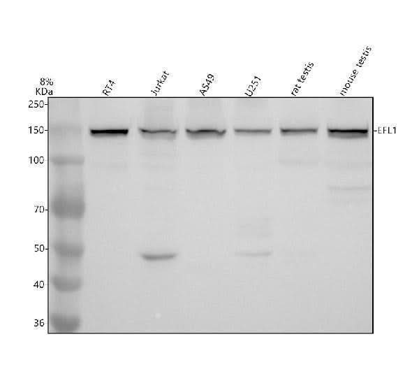 Anti-EFTUD1/EFL1 Antibody Picoband® Boster Bio
